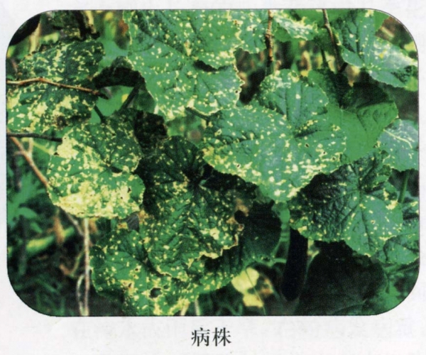  ����ݺ� forum