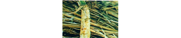  ����ݺ� forum