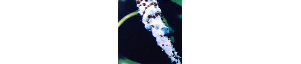  ����ݺ� forum