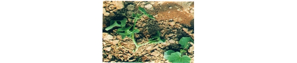  ݺ forum