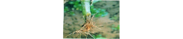  ����ݺ� forum