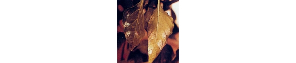  ����ݺ� forum