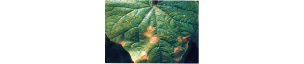  ����ݺ� forum