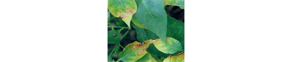  ����ݺ� 120907oerzcl607xo8j7lc