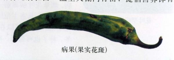  ����ݺ� forum