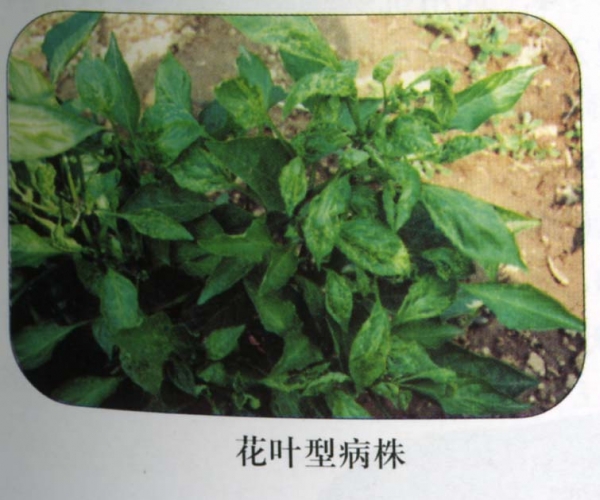  ����ݺ� 121259z32e2ff2yvrzb5yc