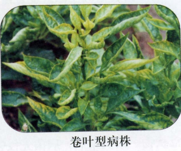  ����ݺ� forum