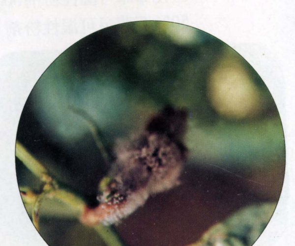  ����ݺ� forum