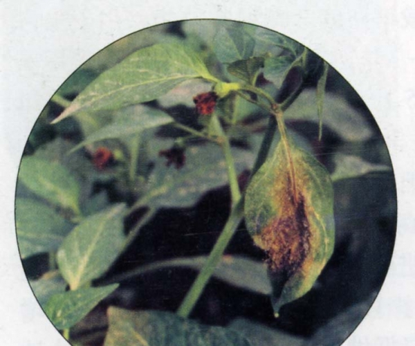  ����ݺ� forum