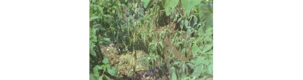  ����ݺ� forum