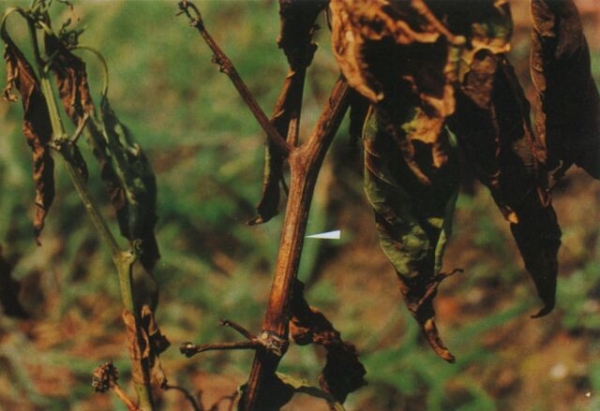  ����ݺ� forum