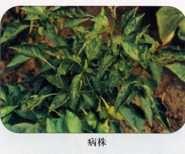  ����ݺ� forum