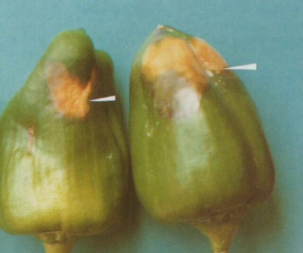  ����ݺ� forum