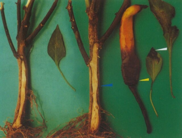  ����ݺ� forum