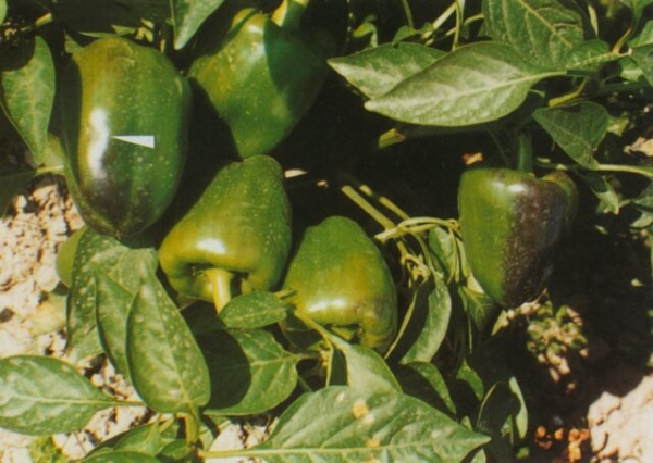  ����ݺ� forum