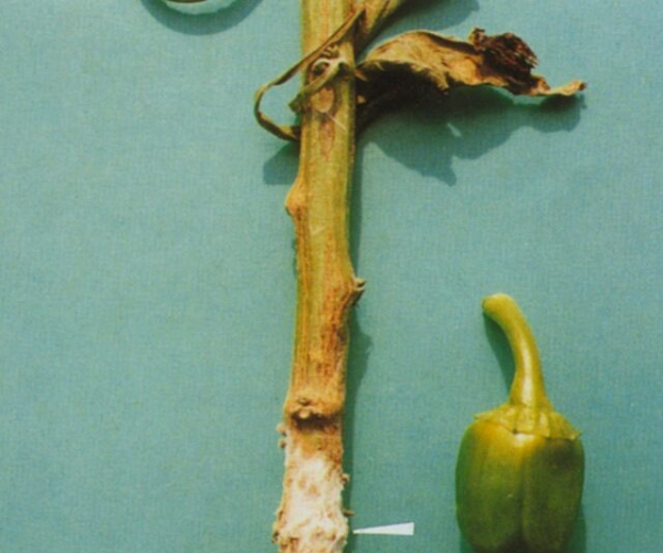  ����ݺ� forum