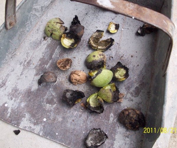  �߲�ר�� forum