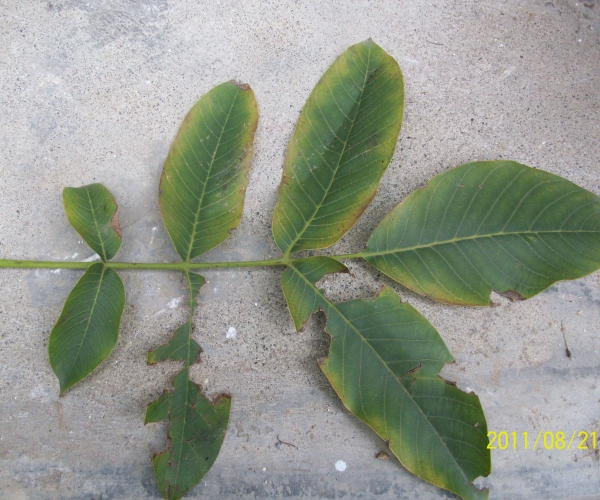  �߲�ר�� forum