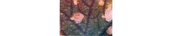  ����ݺ� forum