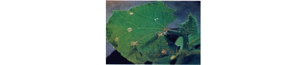  ����ݺ� forum