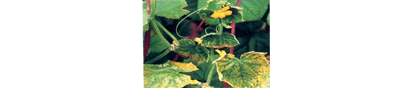  ����ݺ� forum