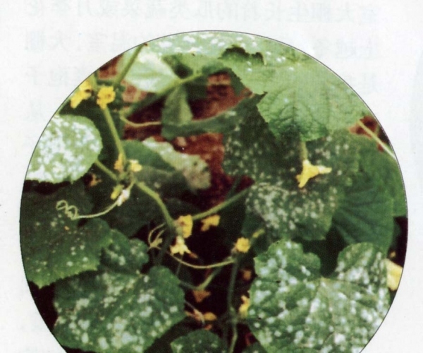  ����ݺ� forum