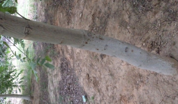  ����ݺ� forum