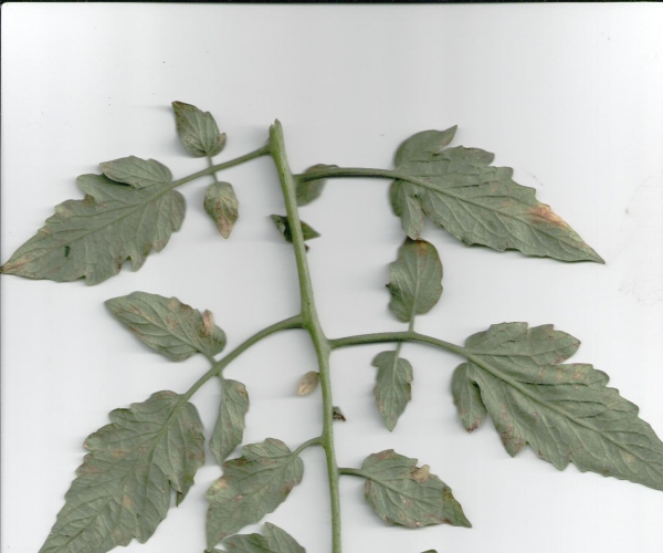  ����ݺ� 165717esr2ffrp255m22tr