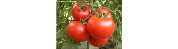  ֲ��ũ�� forum