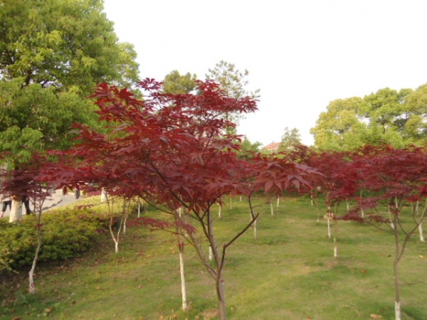  ũҵ¿�� 165732rbux0xrxlq9q0ur6