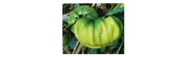  ũ 08404016ksc4ojovkjs9h0