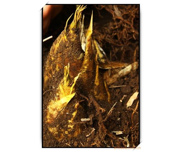  ũ����Ϣ forum