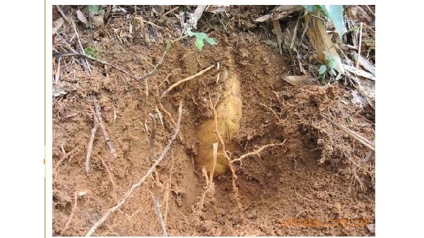  ũ����Ϣ forum