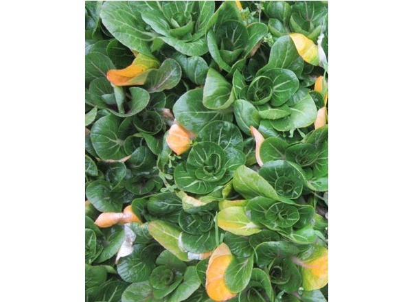  ְҵ��ũ - ����Ȫ forum