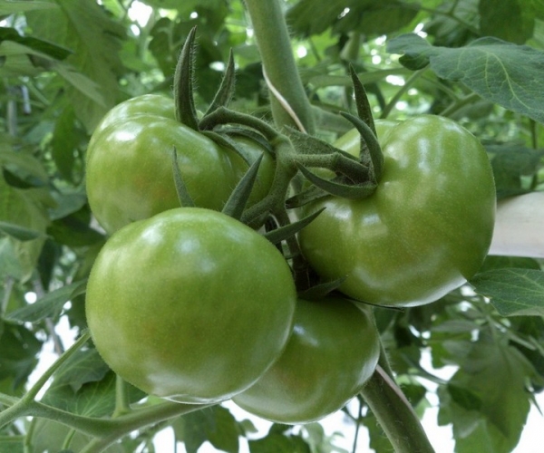  ְҵ��ũ - ����Ȫ 203241b23md6xdclmmdcbv