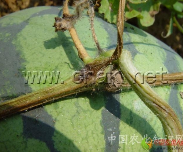  ����ݺ� 1623505gmcc55gx58gqde5