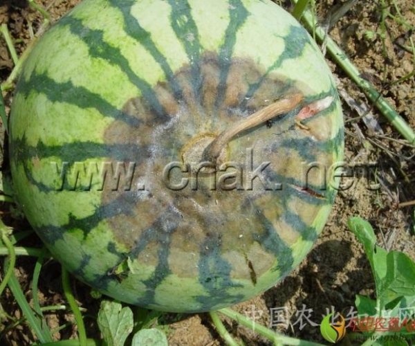  ����ݺ� 162347emym2fdz10cmil0f