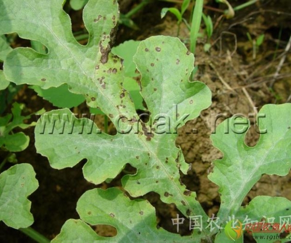  ����ݺ� 1623500tgbdtdttqgabjvg