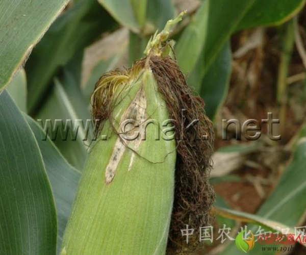  ݺ 163856hnnaaeufvfzoe6em