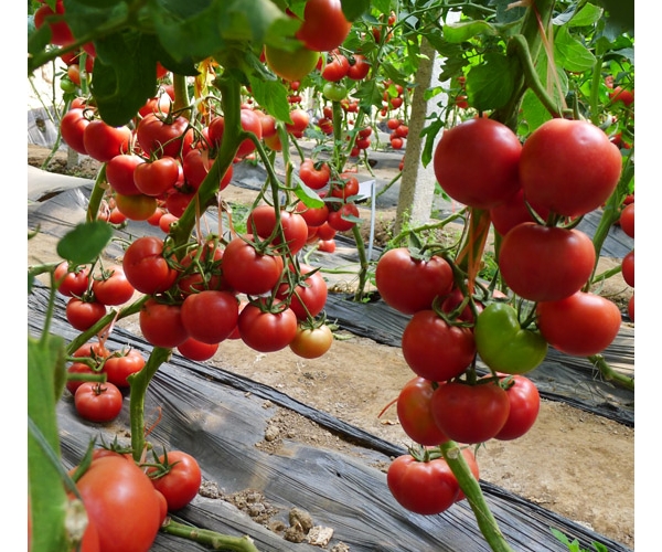  �������� 0933229vk1sljvv3p3i7p7