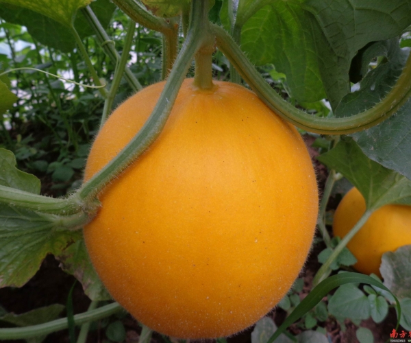  �������� 0929573bgyk5xbo3vbqdqk