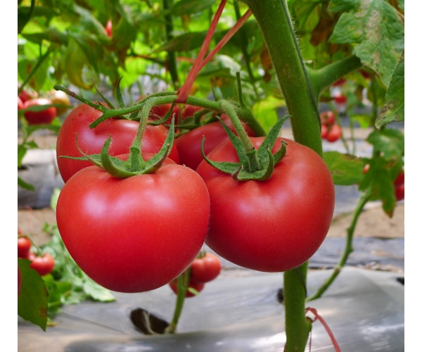  �������� 093323wgr79rxdzdzk7zdr