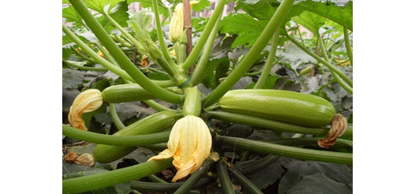   093739c3788k39iil8my59