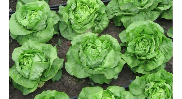  ְҵ��ũ - ����Ȫ 1334541s1kn51ucih9i51i