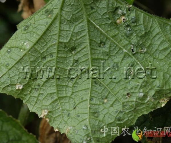  ����ݺ� 1616354dlw700m2272r5w6