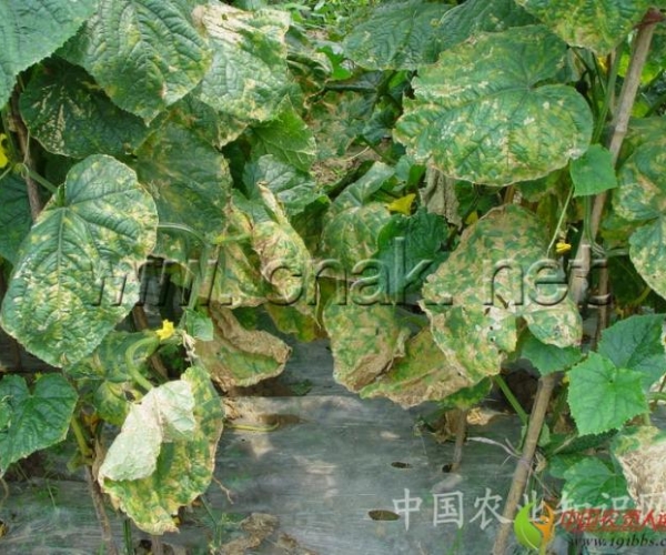  ����ݺ� 1616338zyy8ai8a84feg3d