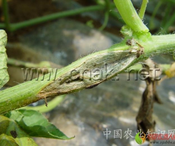  ����ݺ� 162055ntn42eyt8ohzmg2o