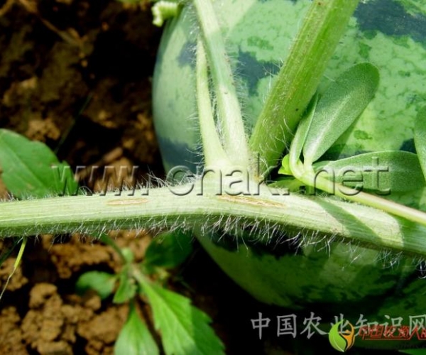  ����ݺ� 162056dr2vh62x32dx222q