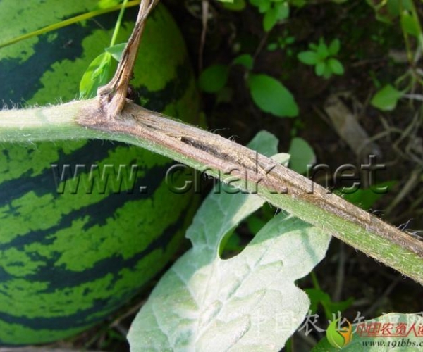  ����ݺ� 1620578c5xw72597yfg8pp