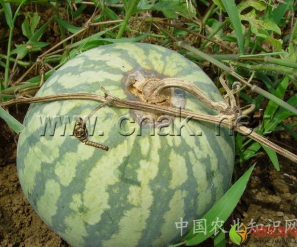  ݺ 162058fugngg0n4g80ugj1